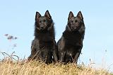 SCHIPPERKE 338